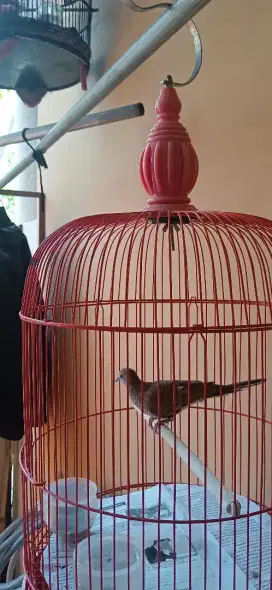 Dijual Perkutut Lokal