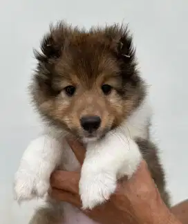 Jual anakan sheltie shetland sheepdog jantan dan betina