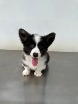 Dijual anakan cardigan corgi long hair, very rare