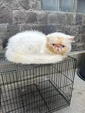 Kucing peaknose persian