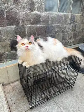 Kucing Persian longhair