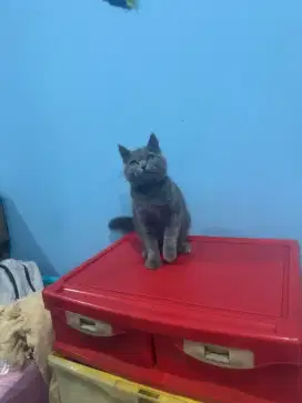 ready adop kitten british shorthair pure
