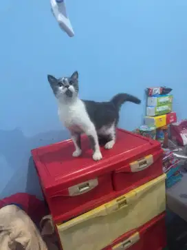 ready adop british shorthair ss jantan bicolour