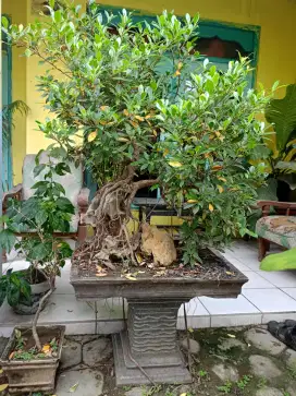 Dijual Bonsai Kimeng Istimewa! Ukuran Medium