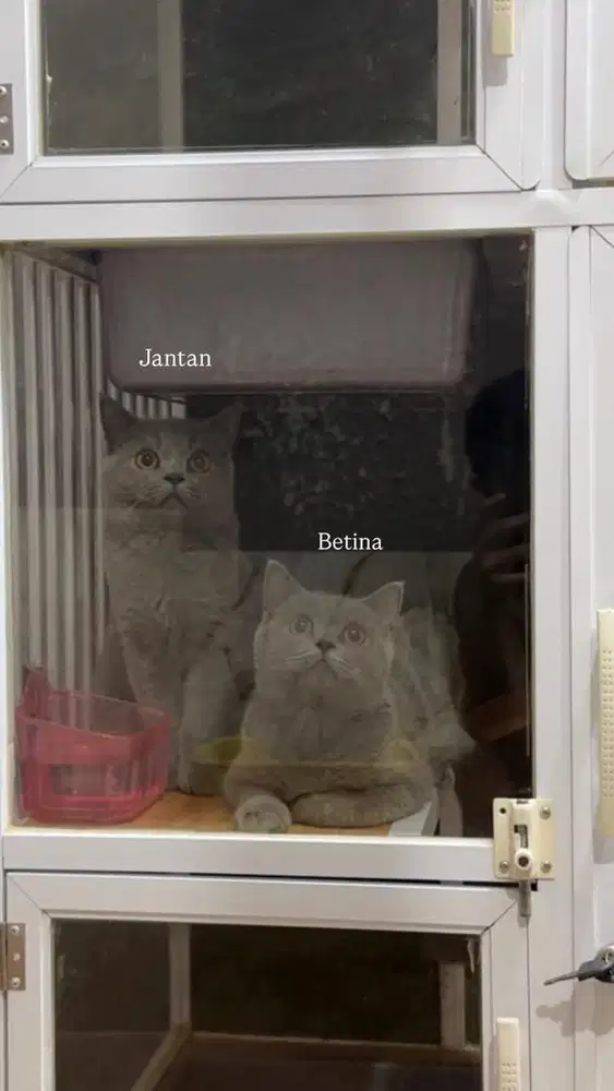 British shorthair kitten blue