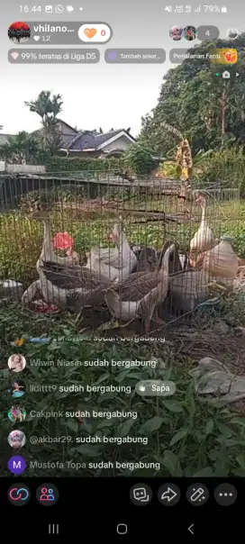 Angsa soang angsa