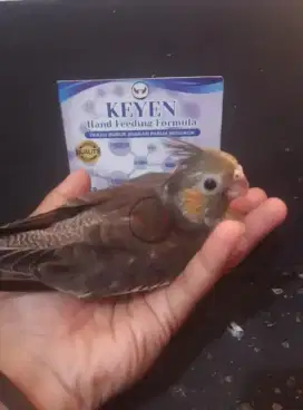 Lolohan Burung Falk/Burung Falk/falk baby