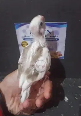 Burung Falk Lolohan/Falk Baby