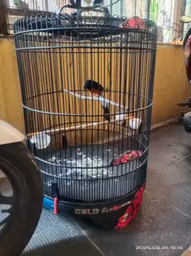 Murai batu muda