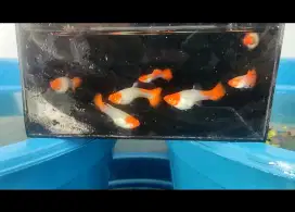 Ikan Guppy KOI dan jenis lain