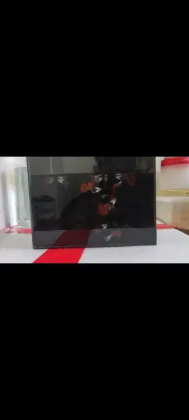 Ikan Guppy PRTDE