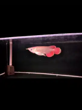 Arwana super red SLAYER -/+25cm