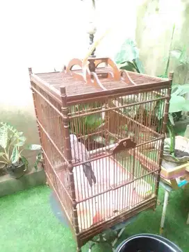 Sangkar Burung+Tekukur Kuk1 Jantan+Kerodong