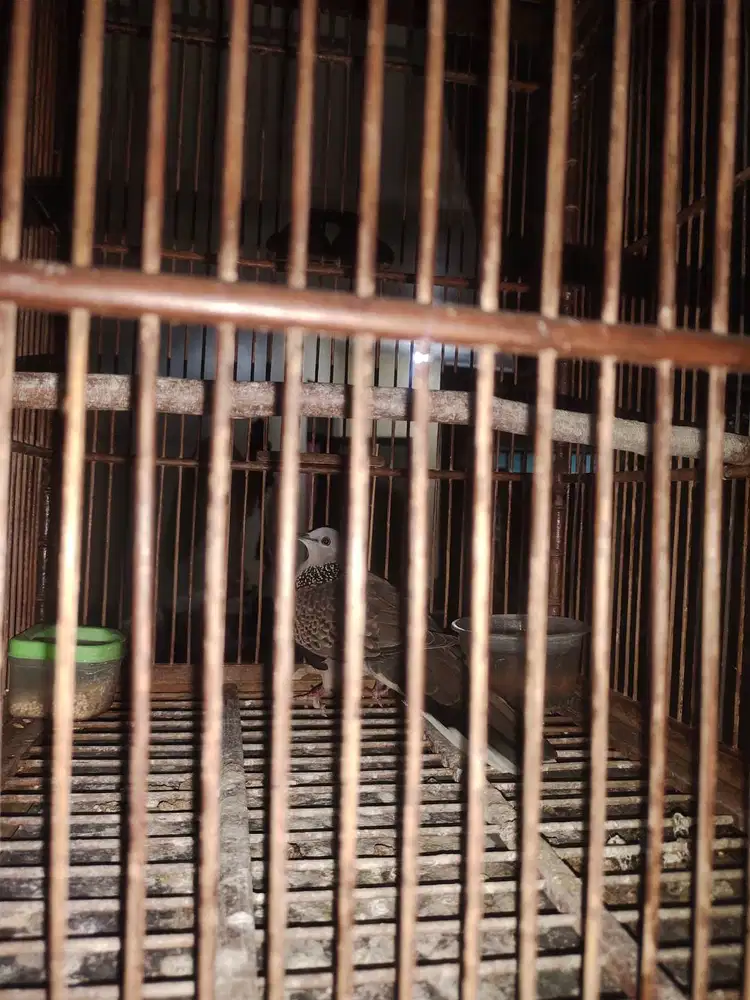 Tekukur Kuk Dua (2) + Kandang Jati Burung