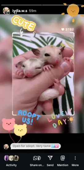 Sugar Glider Platinum Mozaic White Mozaic