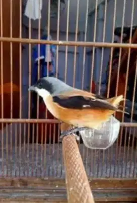 Jual aja pentet jatim bondol jual burja