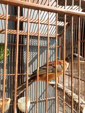 Burung pitohui dan srigunting jambul