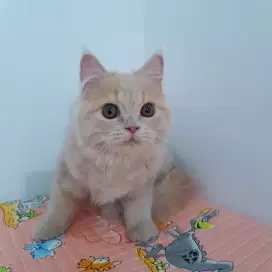 open adopt kitten persia