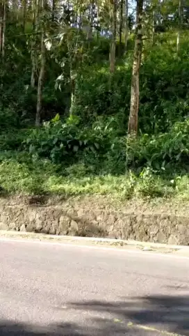 DIJUAL123 HEKTAR KEBUN JATI & JENGJENG SIAP PANEN, DESA LOJI, SUKABUMI