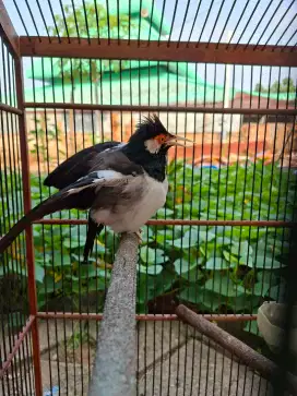 Burung Jalak Suren