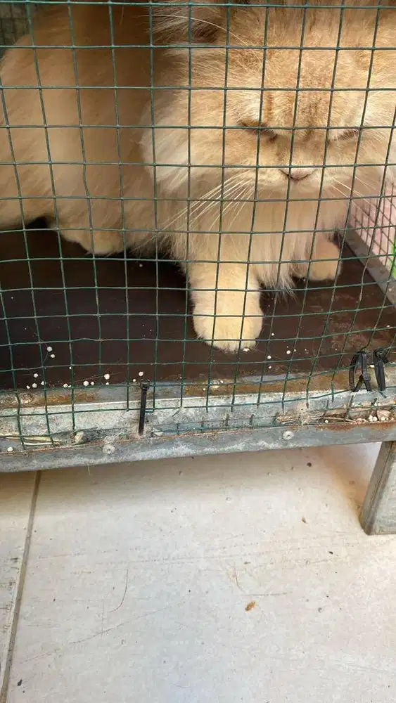 2 kucing jantan coklat dan putih ras