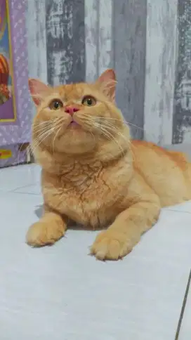 DIJUAL KUCING PERSIA JANTAN 2 TAHUN