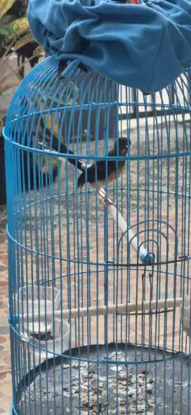 MURAI BATU TROTOL JANTAN TRAH INDUK PE 25