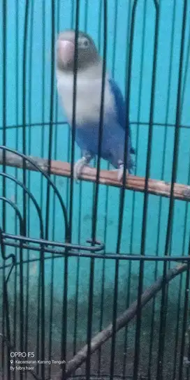 Lovebird mangsi