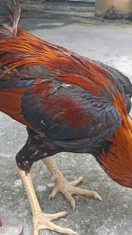Ayam Bangkok Jantan Siapan