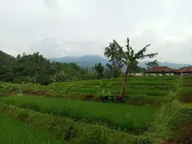 Tanah sawah produktif