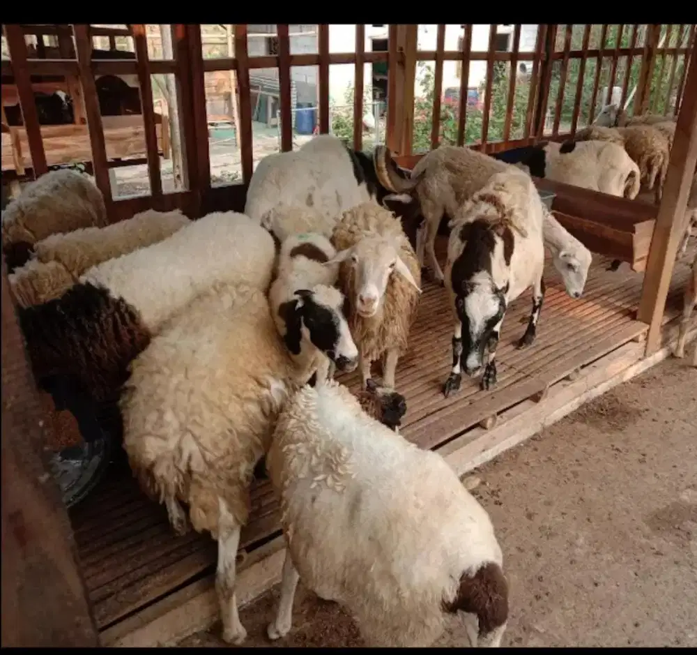 Sisa 6 ekor domba indukan betina