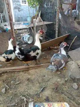 Jual bebek mentok
