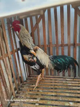 Ayam Mangon jalak