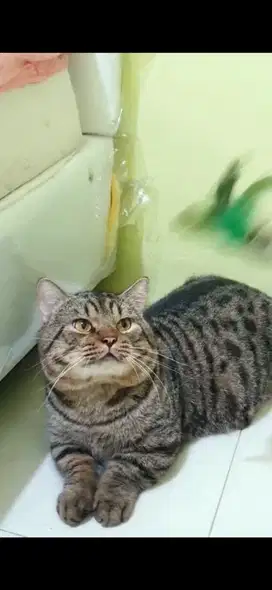 BSH munchkin termurah edisi vakum