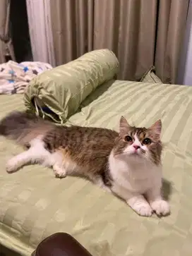 munchkin mix bsh bonus baby nya