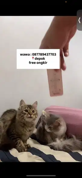 kucing munchkin ambil dua