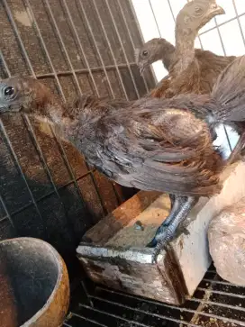 Ayam Cemani Pitik