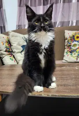 Kucing Maine Coon Pure (Non Ped)