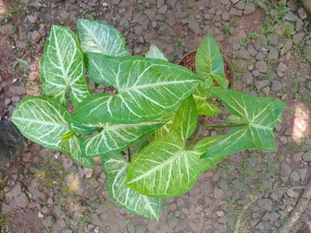 Tanaman Hias Syngonium