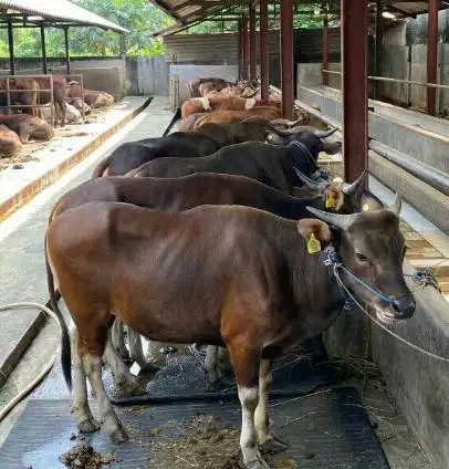 sapi bali siap qurban 2026 bobot 300kiloanUP bisa dicicil bulanan puas