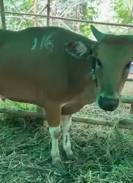 sapi bali siap qurban 2026 bobot 300kiloanUP bisa dicicil bulanan puas