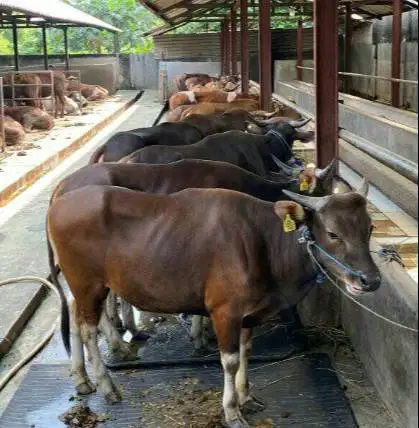 sapi kurban 300kiloanUP ras sapi bali bisa dicicil sampe qurban 2026