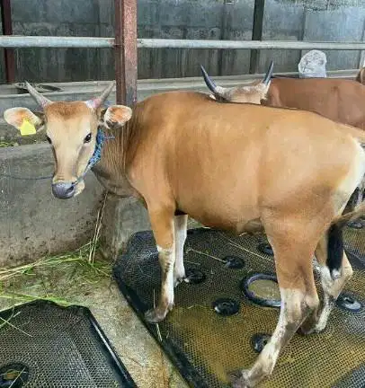 sapi kurban 300kiloanUP ras sapi bali bisa dicicil sampe qurban 2026