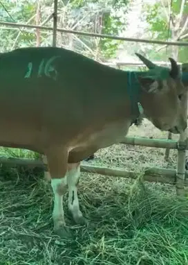 sapi kurban 300kiloanUP ras sapi bali bisa dicicil sampe qurban 2026