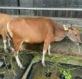 sapi bali 300kiloanUp siap sapi qurban bisa dicicil sampe kurban 2026