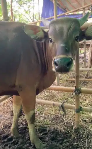 sapi bali 300kiloanUp siap sapi qurban bisa dicicil sampe kurban 2026