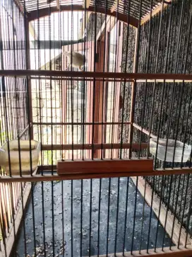 Kenari lokal fullset sangkar kotak