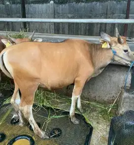 sapi bali 300kiloanUP siap hewan qurban 2026 bisa dicicil bulanan puas