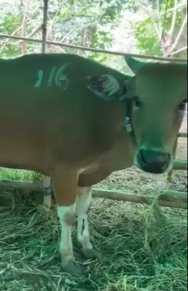sapi bali 300kiloanUP siap hewan kurban 2026 bisa dicicil bulanan puas