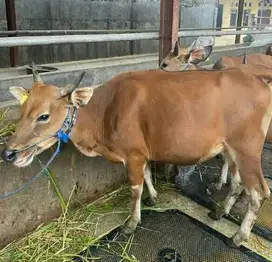 sapi bali 300kiloanUP siap sapi kurban terbaik 2026 bisa dicicil/bln